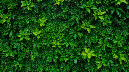 Green ivy on wall
