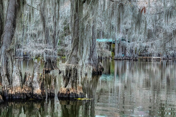 Caddo Lake in Texas during the Autumn season with the Cypress trees changing colors.