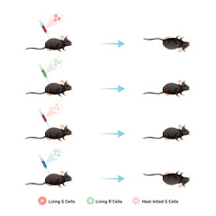 Griffith Experiment Scientific Design. Vector Illustration.