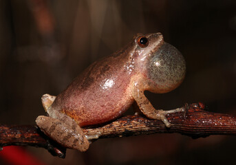 Profile view of a male Spring Peeper (Pseudacris crucifer) perched on a thin twig with his vocal...