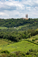 Vineyards and forest in the valley