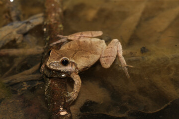 A male Spring Peeper (Pseudacris crucifer) floats in shallow water of a pond in spring, looking for a mate. 
