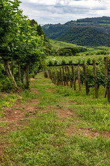 Vineyards in the valley