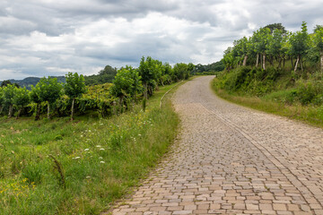 Vineyards in a farm with small stone road