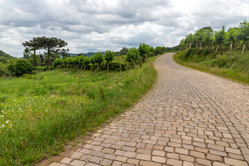 Vineyards in a farm with small stone road