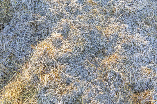 Umweltfreundlicher anti-rutsch Belag: Detail eines beschneiten Wegs aus Strohmist im Winter, damit man nicht auf Glatteis ausrutscht