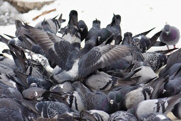 Obraz premium Flock of pigeons on frozen lake in cloudy winter day close up in Ukraine