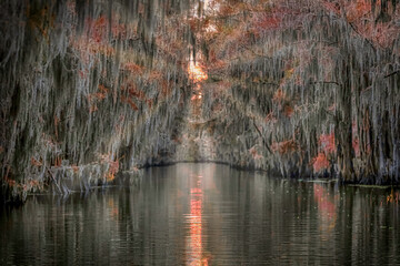 Caddo Lake in Texas during the Autumn season with the Cypress trees changing colors.