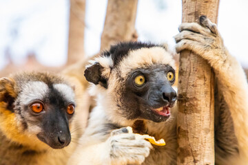 Sifaka lemur (Propithecus verreauxi), Madagascar nature