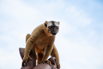 Common brown lemur (Eulemur fulvus) with orange eyes.
