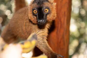 Red lemur (Eulemur Coronatus), endemic animal