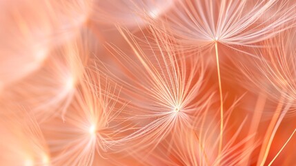 Dandelion fluff with trendy pastel Peach color. Abstract background. Concepts of delicate fashionable backdrop, dandelion seeds, calmness