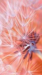 Dandelion fluff with trendy pastel Peach color. Abstract background. Concepts of delicate fashionable backdrop, dandelion seeds, calmness. Vertical format