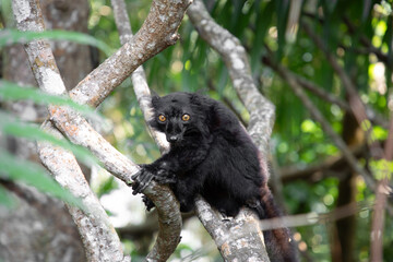 black lemur (Eulemur Coronatus), endemic animal