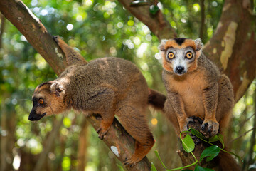 Crowned lemur (Eulemur Coronatus), endemic animal