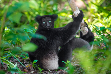 Lemur Indri indri, babakoto largest lemur from Madagascar