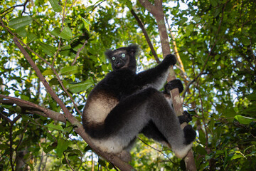 Lemur Indri indri, babakoto largest lemur from Madagascar