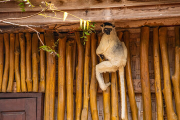 Verreaux's sifaka Madagascar. White sifaka with dark head.