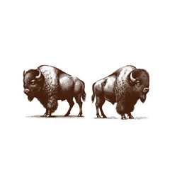 Hand Drawn Illustration of two Bisons in a white background