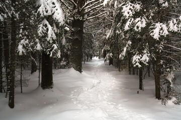 Snowshoeing in the forest, along the Highland Backpacking Trail, near the Mew Lake campsite on a...