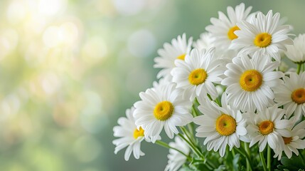 Obraz premium Daisies on a neutral background