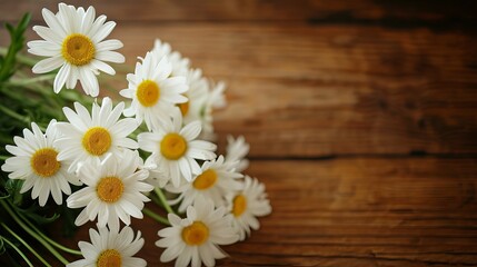 Daisies on a neutral background