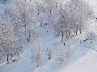 snow covered trees