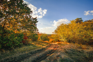Fototapeta premium Country Lane Lined with Verdant Bushes and Trees, Autumnal Landscape Under Blue Sky, White Clouds, and Orange Sun at Dusk
