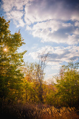 Rural Path Edged with Greenery, Autumnal Scene Against Blue Sky, White Clouds, and Orange Sun Setting During Dusk
