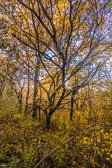 Obraz premium Sunset's Golden Hue Enhances Autumn Oak Trees with Sunbeams