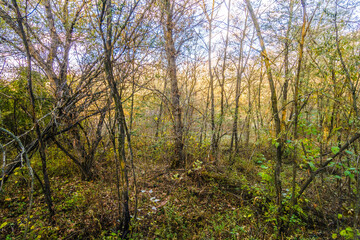 Obraz premium Golden Hour Casting Radiance on Autumn Oak Trees Amidst Sunbeams