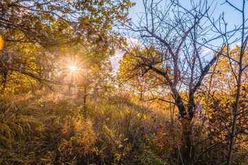 Sunbeams Illuminate Autumn Oak Trees in the Golden Sunset Setting