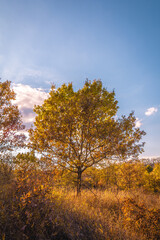 Naklejka premium A solitary oak tree with orange-green leaves, growing in a field with dry orange grass, against the backdrop of a blue sky and white clouds