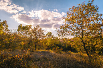 Fototapeta premium Thin, twisting oak trees with orange leaves, in the forest, illuminated by the evening sun, in a field with yellow dry grass, with a blue sky and white clouds in the background