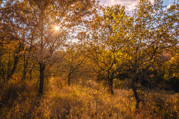 Thin, twisting oak trees with orange leaves, in the forest, illuminated by the evening sun, in a field with yellow dry grass