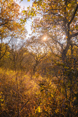 hin oak trees with orange leaves, in the forest, illuminated by the evening sun, in a field with yellow dry grass, with sunbeams in the background