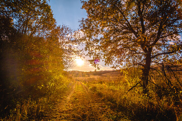 A dirt road leading towards the bright orange sunset sun, flanked by two large trees and bushes on either side