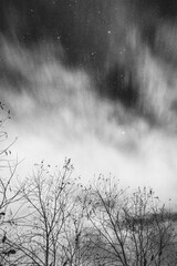 Black and white image of bare tree branches and white clouds in motion, with a long exposure, against the backdrop of stars