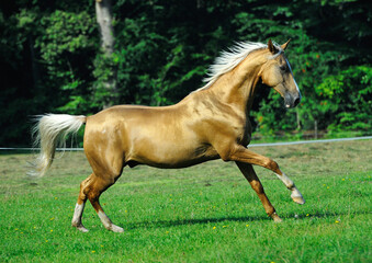 Two golden akhal-teke breed horses running in the park together. Beautiful horses