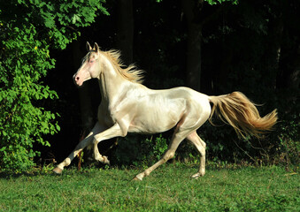 Obraz na płótnie Canvas Two palomino akhal teke breed horses running in the park together. Beautiful horses. Portrait. Golden horse. Akhal-teke nice horse. 