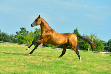 Two palomino akhal teke breed horses running in the park together. Beautiful horses. Portrait. Golden horse. Akhal-teke nice horse. 