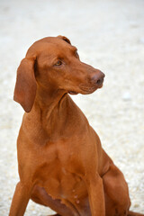 Two palomino akhal teke breed horses running in the park together. Beautiful horses. Portrait. Golden horse. Akhal-teke nice horse. 