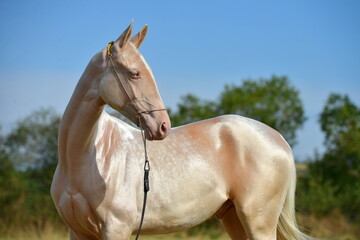 Two palomino akhal teke breed horses running in the park together. Beautiful horses. Portrait....