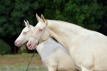 Two palomino akhal teke breed horses running in the park together. Beautiful horses. Portrait....