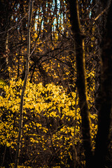 autumn forest in the morning