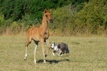 Naklejka na ściany i meble Two palomino akhal teke breed horses running in the park together. Beautiful horses. Portrait. Golden horse. Akhal-teke nice horse. 