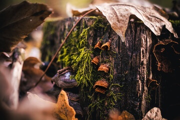 Macro shot of small wooden mushrooms growing on a dried stump, surrounded by dry tree leaves and...