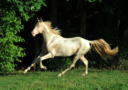 Two palomino akhal teke breed horses running in the park together. Beautiful horses. Portrait. Golden horse. Akhal-teke nice horse. 
