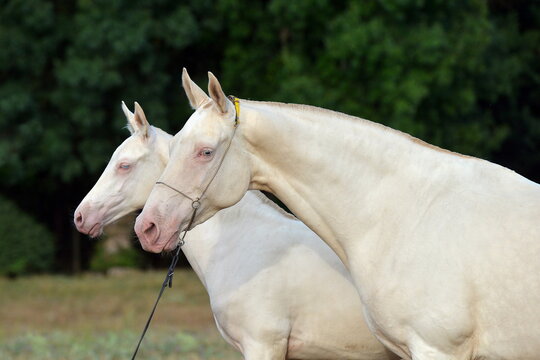 Two palomino akhal teke breed horses running in the park together. Beautiful horses. Portrait. Golden horse. Akhal-teke nice horse. 