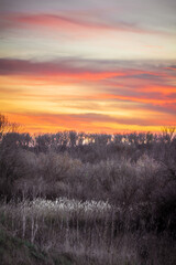 Grey, desaturated trees, bushes, and reeds against a bright red-orange sunset